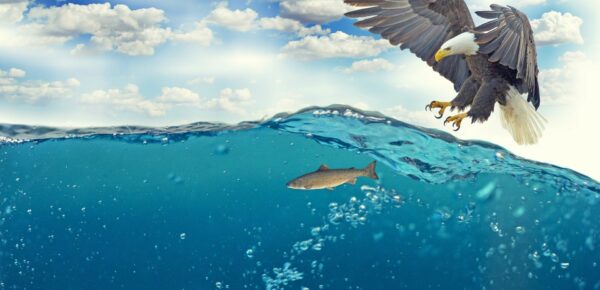 How to soar like an eagle by following these 5 simple steps?