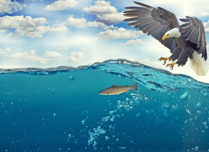 How to soar like an eagle by following these 5 simple steps?